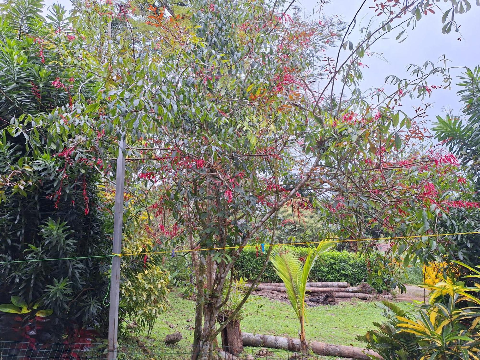 Guapote Lodge La Tigra  Exterior photo