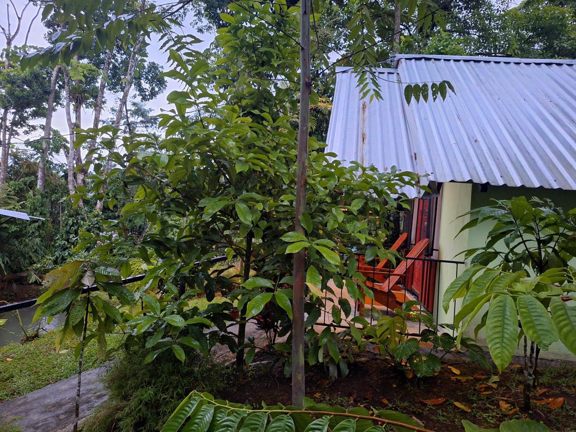 Guapote Lodge La Tigra  Room photo