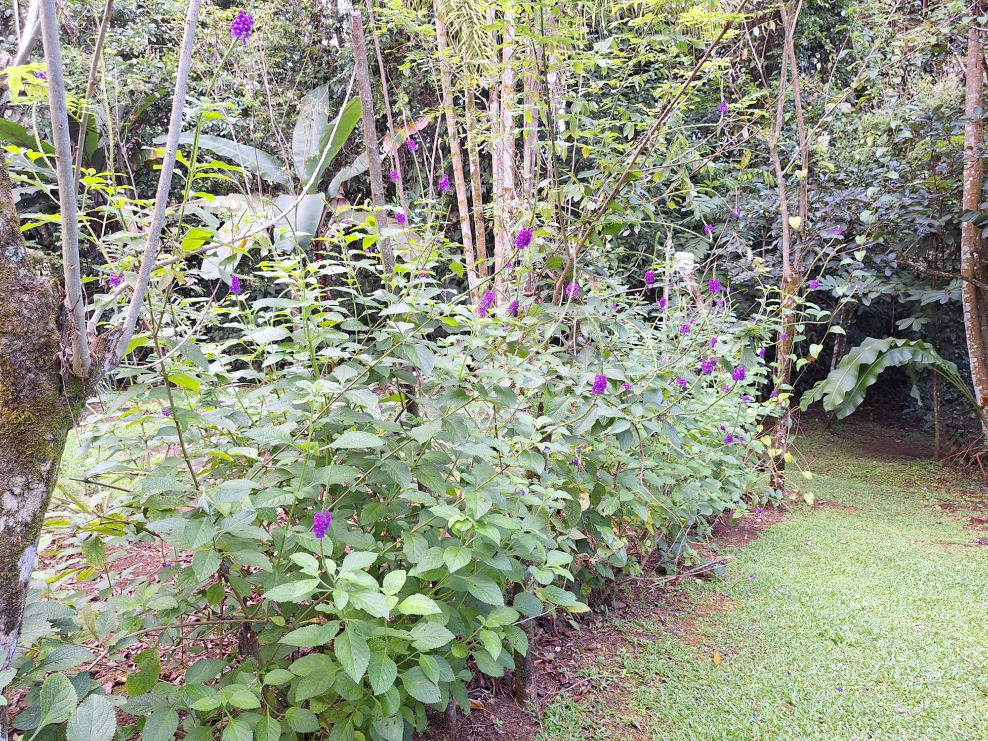Guapote Lodge La Tigra  Room photo
