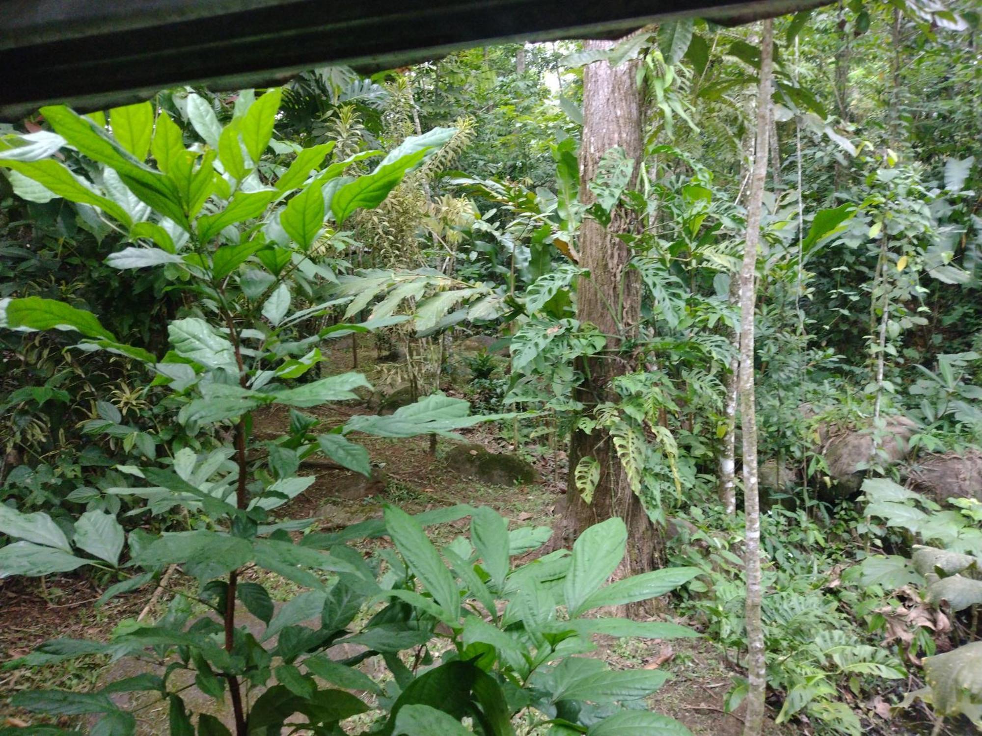 Guapote Lodge La Tigra  Room photo